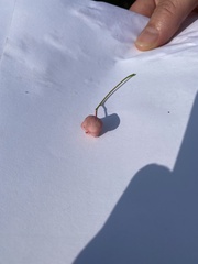 Euonymus atropurpureus