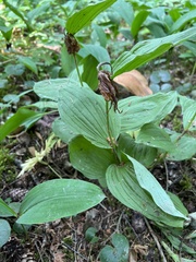 Cypripedium calceolus