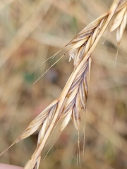 Lolium multiflorum