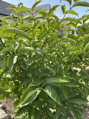 Euonymus atropurpureus