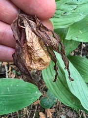 Cypripedium calceolus