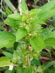 Acalypha gracilens