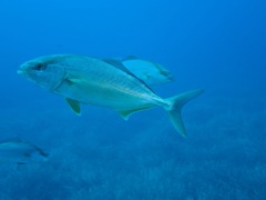 Seriola dumerili