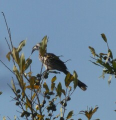 Lophoceros nasutus