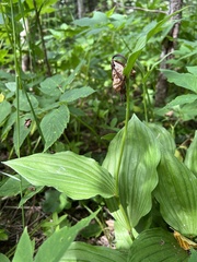 Cypripedium calceolus