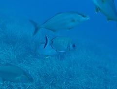 Diplodus sargus