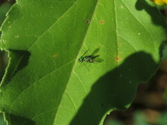 Condylostylus patibulatus