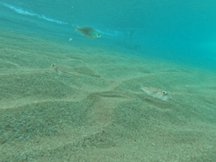 Torquigener flavimaculosus