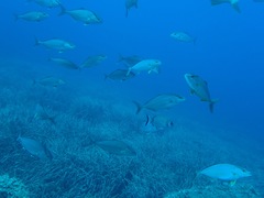 Seriola dumerili