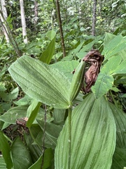 Cypripedium calceolus