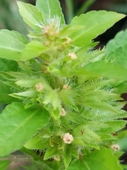 Acalypha gracilens