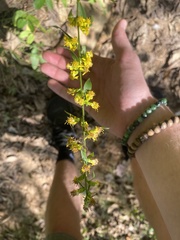 Solidago hispida
