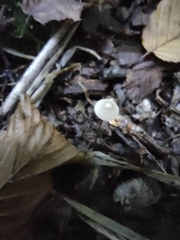 Mycena filopes