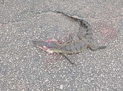 Crocodylus moreletii