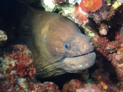 Gymnothorax unicolor