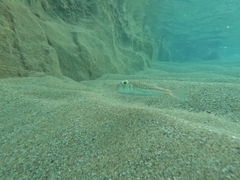 Torquigener flavimaculosus