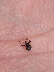Attelabinae