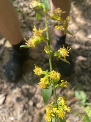 Solidago hispida