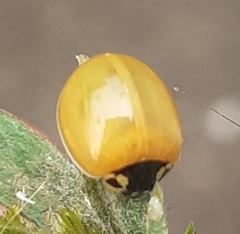 Cycloneda sanguinea