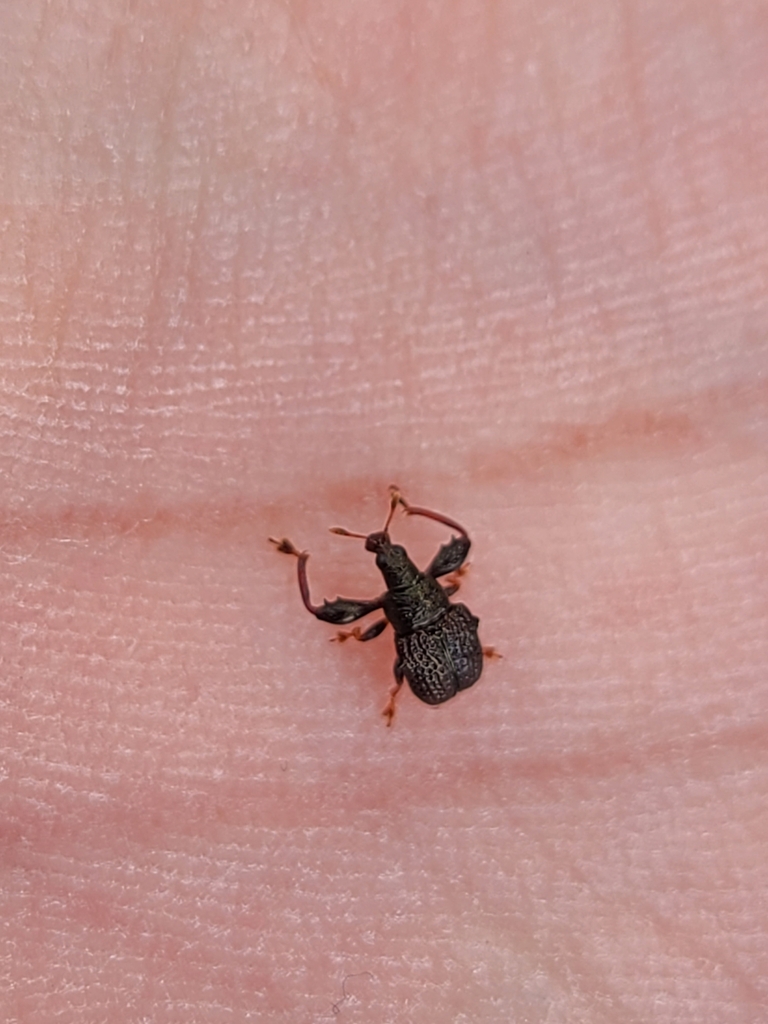 Euscelus dentipes