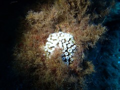 Cladocora caespitosa