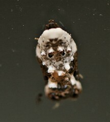 Acleris nivisellana