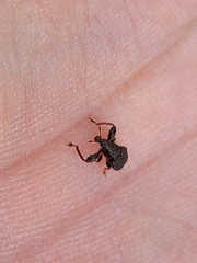 Attelabinae