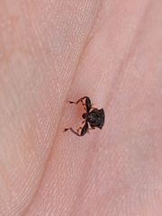 Attelabinae