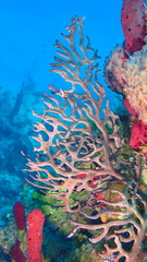 Iciligorgia schrammi