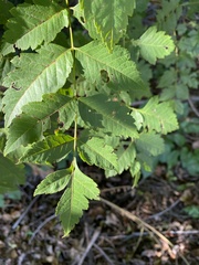 Koelreuteria paniculata