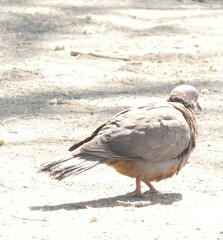 Streptopelia decipiens