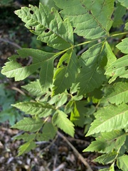 Koelreuteria paniculata