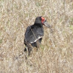 Bucorvus leadbeateri