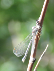 Lestes congener