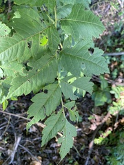 Koelreuteria paniculata