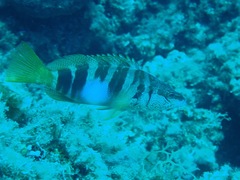 Serranus scriba