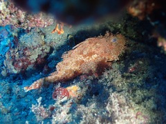 Scorpaena scrofa