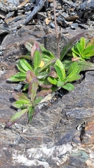 Pilosella aurantiaca