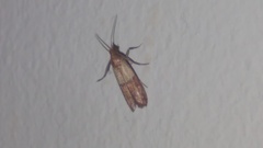 Plodia interpunctella