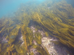 Eisenia arborea