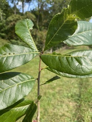 Quercus imbricaria