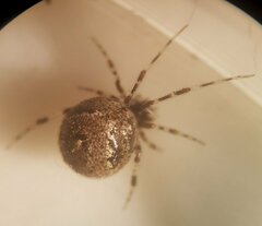 Cryptachaea blattea