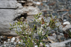 Senecio sylvaticus