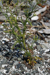 Senecio sylvaticus