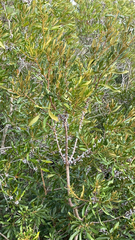 Morella cerifera