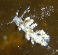 Eubranchus rustyus