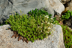 Saxifraga praetermissa