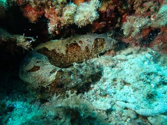 Holothuria