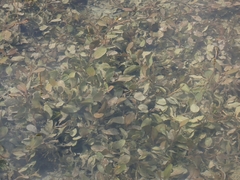Potamogeton amplifolius