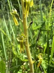 Neottia ovata